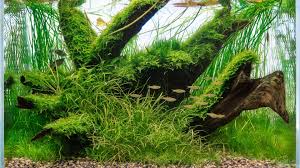 They are often the highlight of any aquarist's collection and are even entered into yearly competitions. Einrichtungsbeispiele Fur Aquascaping Aquarien
