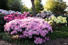 I love the smell of lilacs and i really like bringing that aroma. The Most Perfect Perennial Shrubs For Your Garden Pretty Purple Door