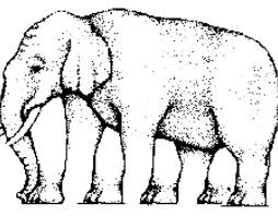 Hasil gambar untuk gambar gajah hitam putih gajah kartun gambar 17 sketsa gambar gajah mudah dan lengkap beserta caranya 9000 Gambar Gajah Sketsa Gratis Infobaru