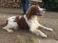 Image result for irský červenobílý setr