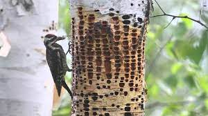 Free shipping on qualified orders. Yellow Bellied Sapsuckers Youtube