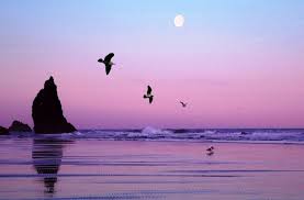 Beach Aesthetic Desktop Wallpapers On Wallpaperdog Cool collections of aesthetic wallpaper for desktop laptop and mobiles. beach aesthetic desktop wallpapers on