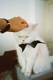 Tuxedo Smokin Cat Cute Animals Crazy Cats Cats And Kittens