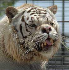 Maybe you would like to learn more about one of these? Can Animals Have Down Syndrome