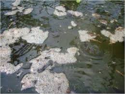 Buih Pada Air Kolam Ikan Penyebab Dan Cara Mengatasinya Dinas Perikanan Kabupaten Kutai Barat