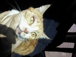 Mardin Barinagi Kayip Kedi 1000 Tl Odul Goren Duyan