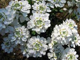 Candytuft Flower Quotes Best Flower Wallpaper