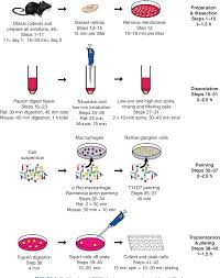 Different groups may have different cultures. Pdf Purification And Culture Of Retinal Ganglion Cells From Rodents Semantic Scholar