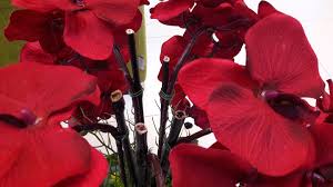 We did not find results for: Cara Gubah Bunga Orkid Paling Simple Tapi Letop Makin Berseri Ruang Dalam Rumah Jadinya Keluarga