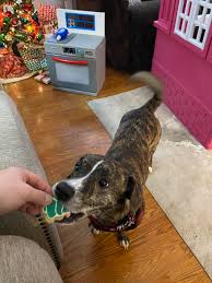 I think Coffee enjoyed his first Christmas with us! We sure enjoyed it with  him!