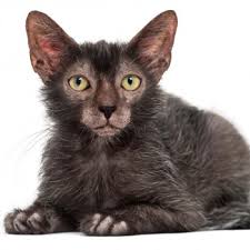 We did not find results for: The Lykoi Cat Breed All About The Werewolf Cats