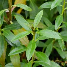 Image result for Myoporum laetum