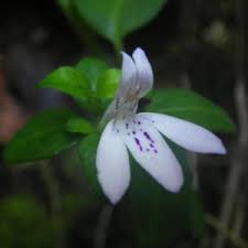 Image result for Justicia capensis