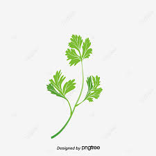 Sebab, daun teh punya kandungan kafein, kalsium, dan vitamin yang taunya bisa membentuk ukuran alat vital berubah lebih besar. Gambar Parsley Daun Parsley Daun Vektor Png Dan Psd Untuk Muat Turun Percuma
