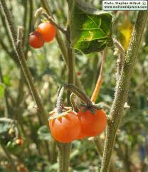 Image result for Solanum villosum