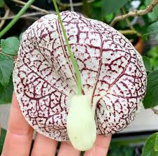 Image result for Aristolochiaceae