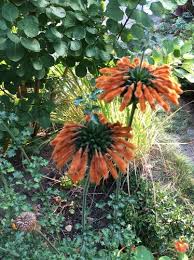 Image result for Leonotis