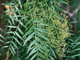 Image result for Schinus molle