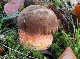 Flockenstieliger Hexenrohrling