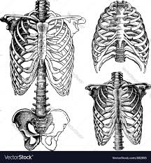 Note different curves, from lordosis (cervical) to kyphosis. Chest Drawings For Medical Science Download A Free Preview Or High Quality Adobe Illustrator Ai Eps Pdf And High Skeleton Drawings Drawings Rib Cage Drawing