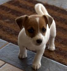Kleine Hunderassen Alphabetisch Das Kleine Rennen Artikel Web Alphabetisch Artikel Das Hunderassen Hunderassen Hunderassen Kleine Hunde Hunde Rassen