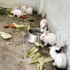 Maybe you would like to learn more about one of these? Snow White Bunny Pets Spot Gujarat Vadodara Facebook