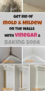 Having a clean carpet at home improves the air quality and makes it a pleasant family environment. Get Rid Of Mold Mildew On The Walls With Vinegar And Baking Soda Cleaning Hacks House Cleaning Tips Cleaning Household