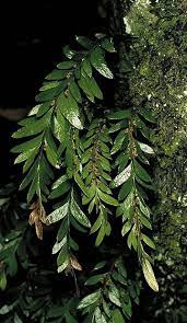 Pin De Maria Teresa Soto Alvarez Em Ferns Plantas Arvores Frutiferas Samambaia