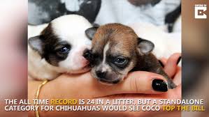 Search for chihuahua rescue dogs for adoption near westminster, maryland. Pregnant Chihuahua Delivers Record Litter Littlethings Com