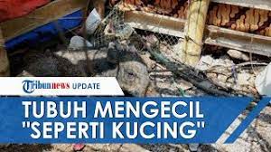 Namun terdapat hadis yang menyebut bahawa rasulullah saw memperbanyakkan ibadah pada malam sepuluh terakhir melebihi. 1svlhxvyyutlfm