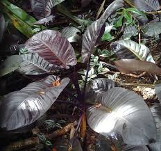 Philodendron Majesty Purple Plants House Plant Pots Plants