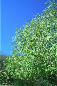 Image result for Searsia nebulosa