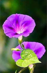 Pin By Bka Anderson On Kids Room Decorating Morning Glory Flowers Beautiful Flowers Blossom Garden