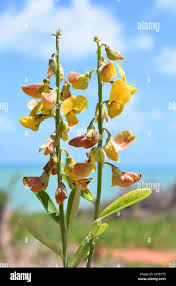 Image result for Crotalaria retusa