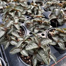 Image result for Pilea rivularis