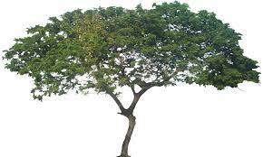 Tropical Plant Pictures Plants Plant Pictures Tropical Plants