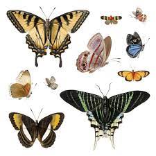 Pin De Papel E Tudo En Dibujos Ilustracion Clasica Ilustracion De Mariposa Tarjetas De Acuarela