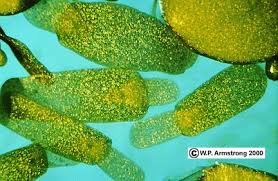 Image result for Wolffiella welwitschii