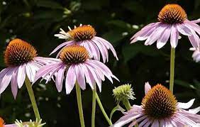 Some plants manage to maintain life in a dormant state through the winter and flowers will occur during the second season and, if conditions are right, every year thereafter. Coneflowers How To Plant Grow And Care For Echinacea The Old Farmer S Almanac