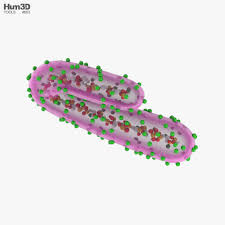 Il virus di marburgo è considerato come un agente patogeno di riapparizione che posa una minaccia significativa contro le sanità. Marburg Virus Modello 3d Oggetti Di Vita On Hum3d