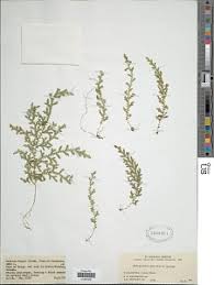 Image result for Selaginella goudotiana