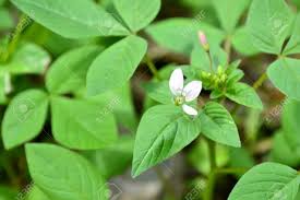 Image result for Cleome rutidosperma