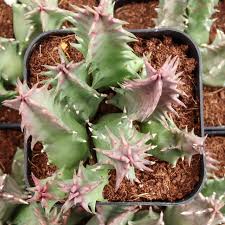 Image result for Huernia levyi