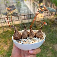 Image result for Phyllanthus mendesii