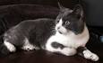 Three Favorite Bicolor Cats | PrettyLitter