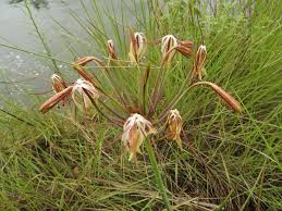 Image result for Crinum subcernuum