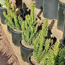 These plants have been known to grow up trees and over fences of wood and rock using aerial roots for stabilization. 3ga Opuntia Monstrose Cactus Jungle