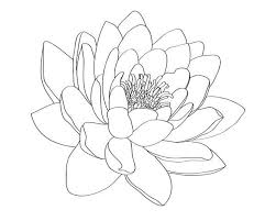 Black And White Lily Flower Tattoo Outline Pin On Tattoo