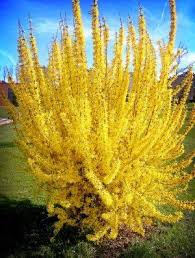 Best Japanese Garden Plants Forsythia Yellow Flower Plant Golden Bell Garden Tree Bush Shrub Home Garden Shrubs Garden Trees Flowering Trees