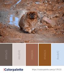 Download 34 royalty free pekingese sketch vector images. 1 Pekingese Color Palette Ideas In 2021 Icolorpalette